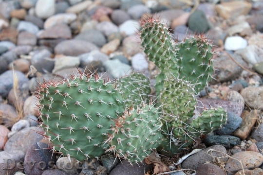 Devostock Cactus beautiful  (154)
