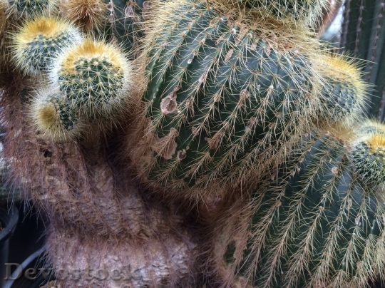 Devostock Cactus beautiful  (155)