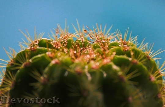 Devostock Cactus beautiful  (156)