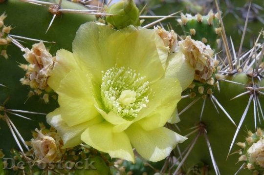 Devostock Cactus beautiful  (157)
