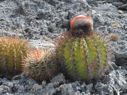 Devostock Cactus beautiful  (158)