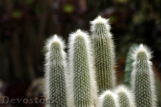 Devostock Cactus beautiful  (159)