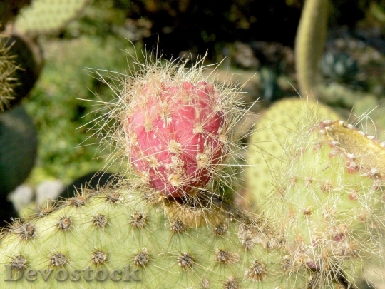 Devostock Cactus beautiful  (16)