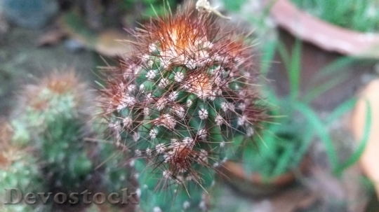 Devostock Cactus beautiful  (160)