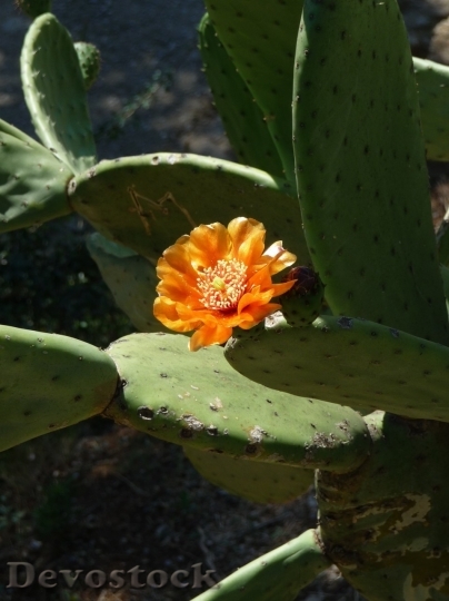 Devostock Cactus beautiful  (161)