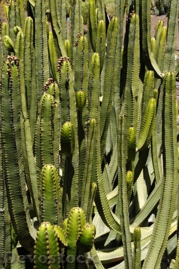 Devostock Cactus beautiful  (162)