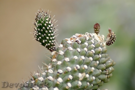 Devostock Cactus beautiful  (163)