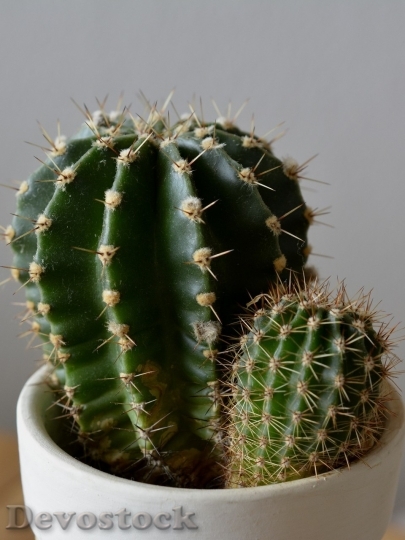 Devostock Cactus beautiful  (164)