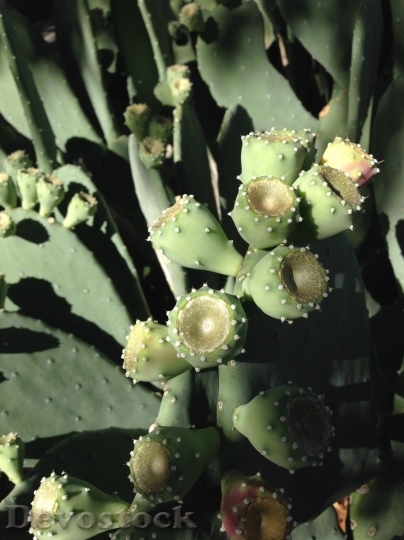 Devostock Cactus beautiful  (165)