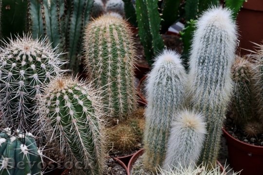 Devostock Cactus beautiful  (168)