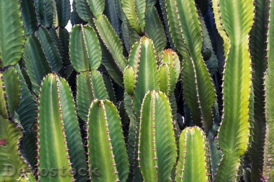 Devostock Cactus beautiful  (172)