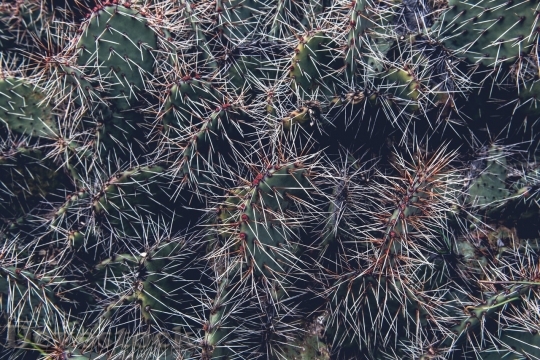 Devostock Cactus beautiful  (173)