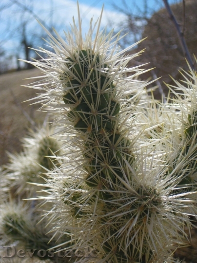 Devostock Cactus beautiful  (175)