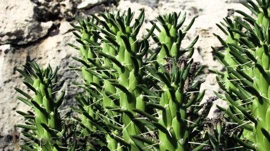 Devostock Cactus beautiful  (179)
