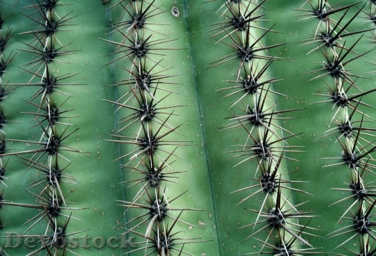 Devostock Cactus beautiful  (18)