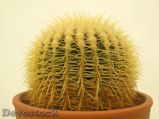 Devostock Cactus beautiful  (180)