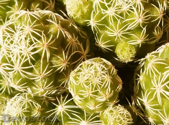 Devostock Cactus beautiful  (181)