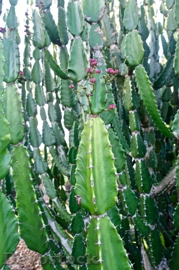 Devostock Cactus beautiful  (187)