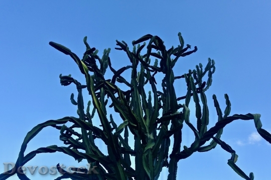 Devostock Cactus beautiful  (189)