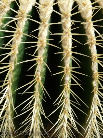 Devostock Cactus beautiful  (19)