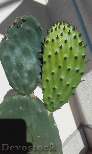 Devostock Cactus beautiful  (190)