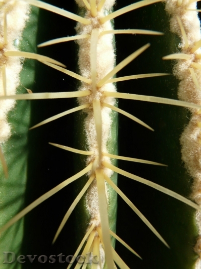 Devostock Cactus beautiful  (20)