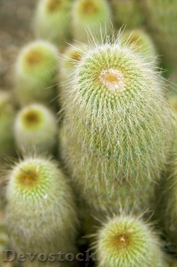 Devostock Cactus beautiful  (200)