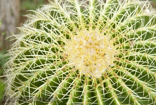 Devostock Cactus beautiful  (201)