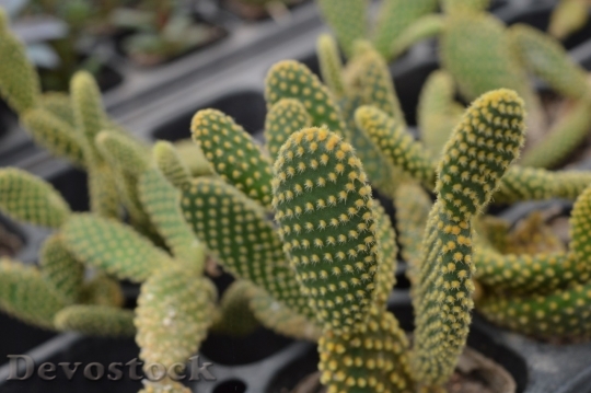 Devostock Cactus beautiful  (203)
