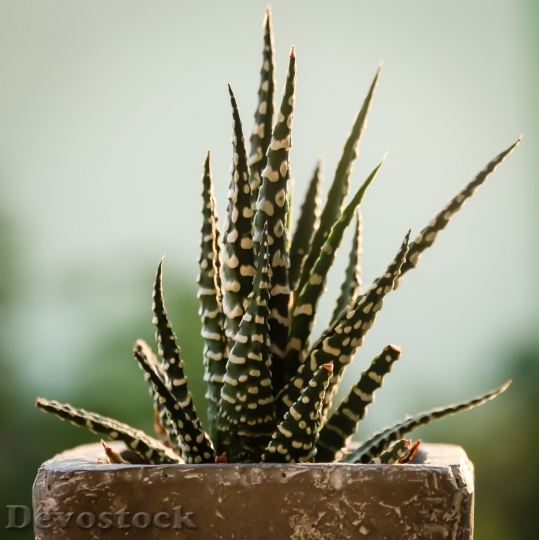 Devostock Cactus beautiful  (204)