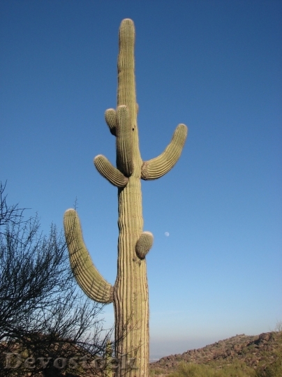 Devostock Cactus beautiful  (205)