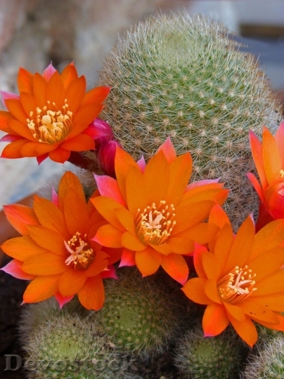 Devostock Cactus beautiful  (207)