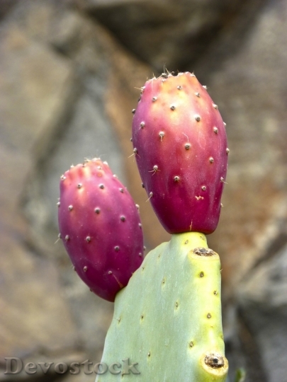 Devostock Cactus beautiful  (212)