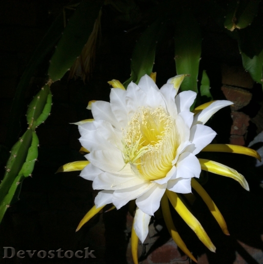 Devostock Cactus beautiful  (219)