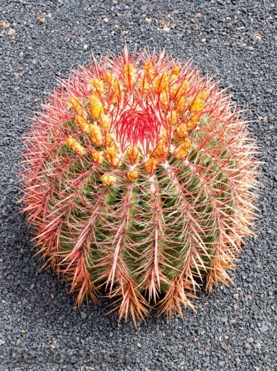 Devostock Cactus beautiful  (221)