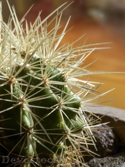 Devostock Cactus beautiful  (223)