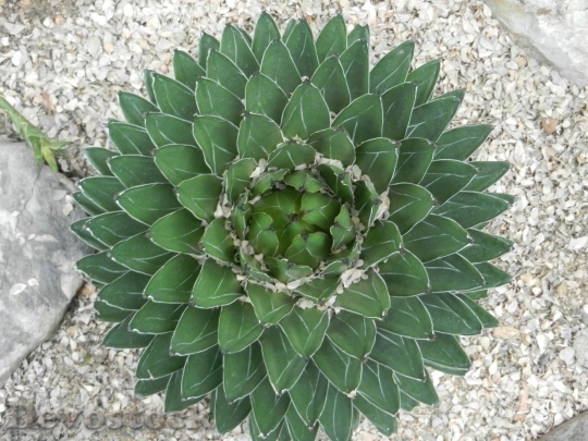 Devostock Cactus beautiful  (225)