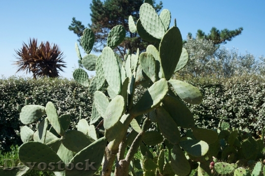 Devostock Cactus beautiful  (227)