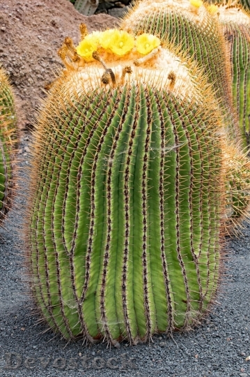 Devostock Cactus beautiful  (230)