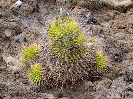 Devostock Cactus beautiful  (231)