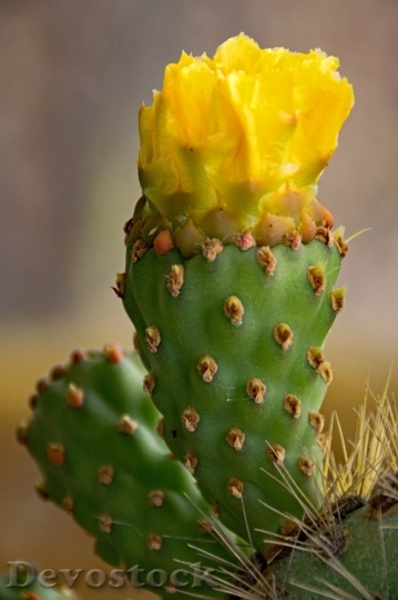 Devostock Cactus beautiful  (232)