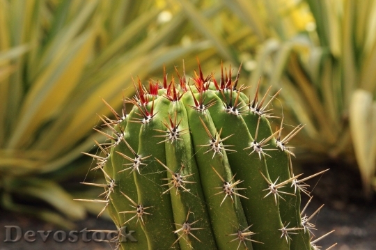 Devostock Cactus beautiful  (233)