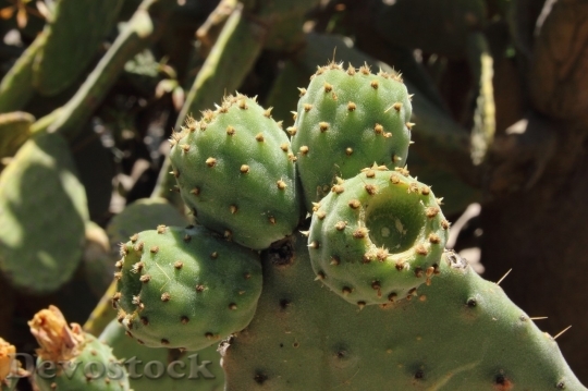 Devostock Cactus beautiful  (234)