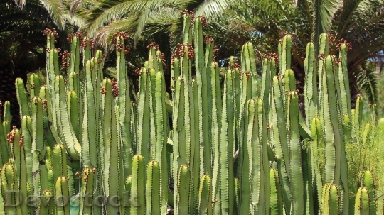 Devostock Cactus beautiful  (236)