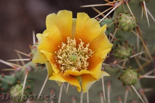 Devostock Cactus beautiful  (239)