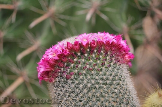 Devostock Cactus beautiful  (240)