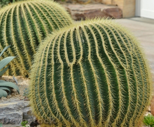 Devostock Cactus beautiful  (247)