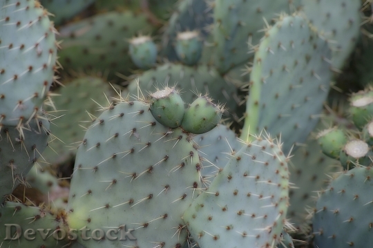 Devostock Cactus beautiful  (249)