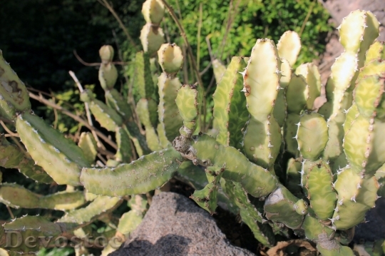 Devostock Cactus beautiful  (251)