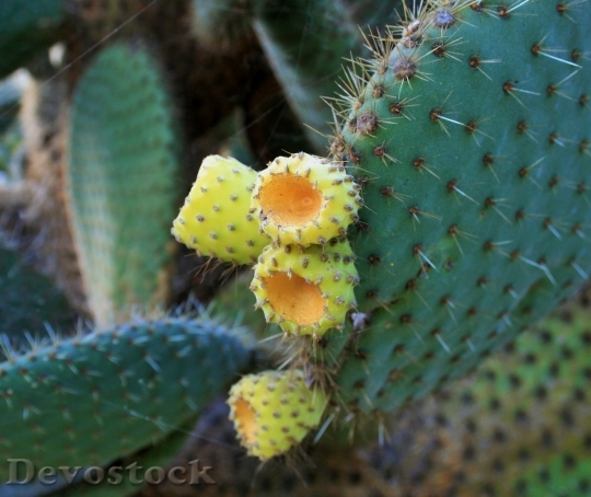 Devostock Cactus beautiful  (255)